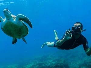 Snorkeling avec les tortues