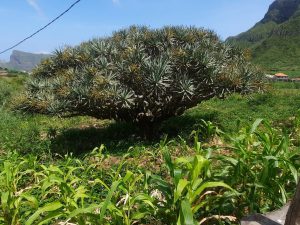 Randonnée Monte Gordo